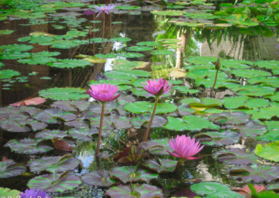 Water Lilies 1